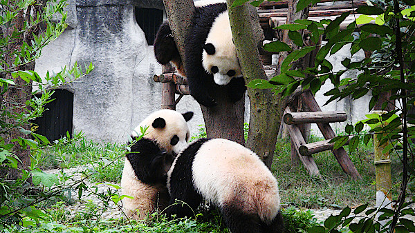 Chengdu-Panda