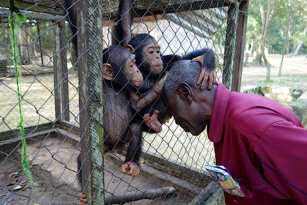 Affen im Zoo in Kisangani in der DR-Kongo