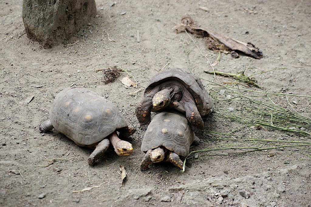 Schildkröten im Zoo