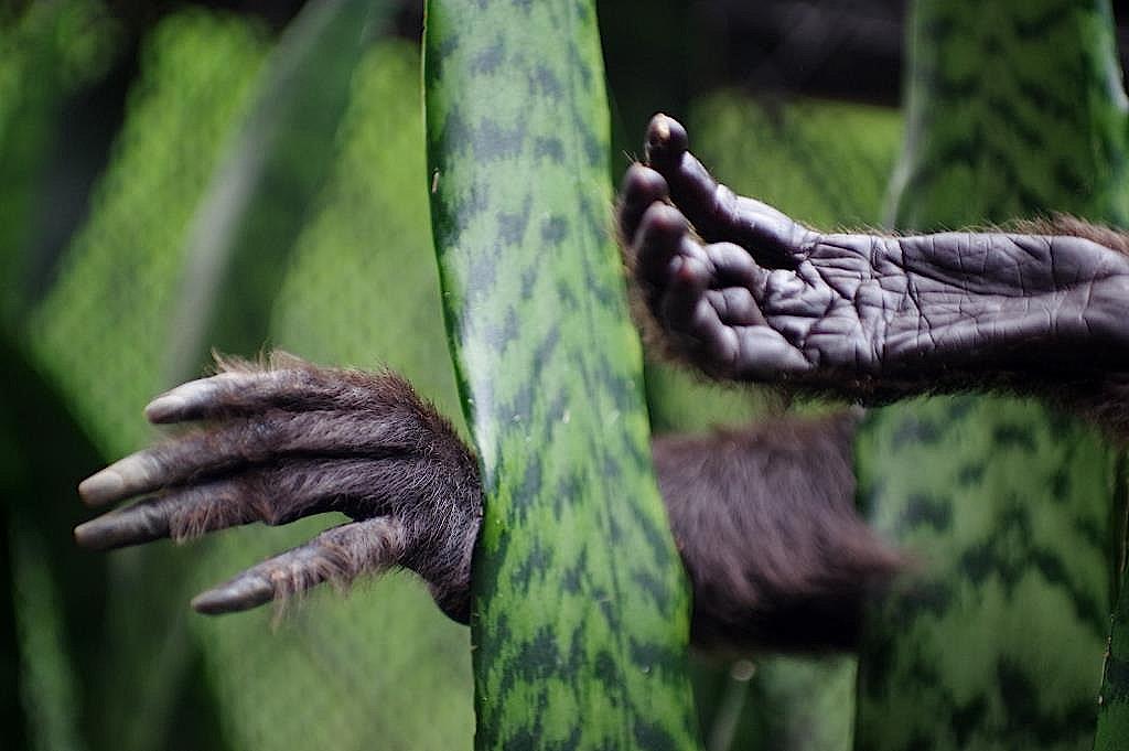 Affenhände verlangen Futter im Zoo von Medellin in Kolumbien