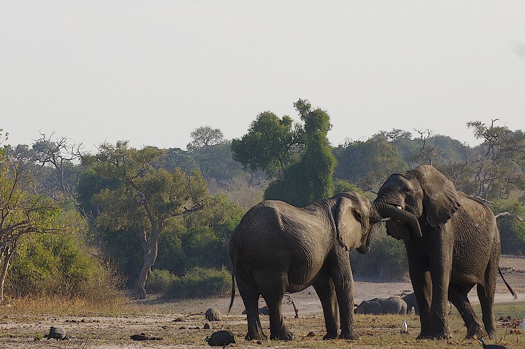 Elefanten-im-Chobe-Nationalpark-Botswana