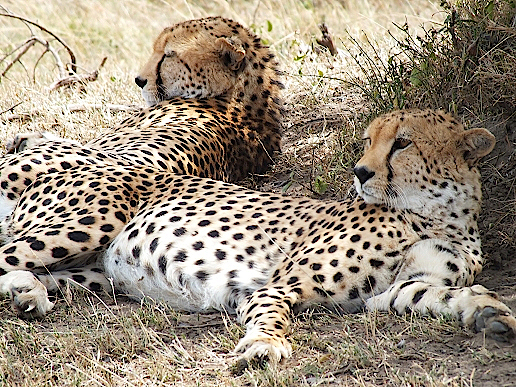 Gepard-in-der-Massai-Mara