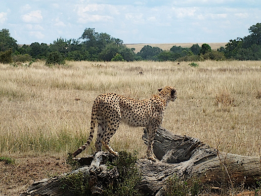 Leopard-in-der-Massai-Mara