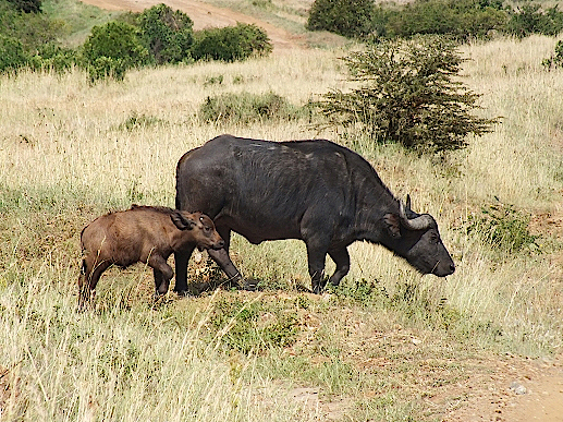 Bueffel-in-der-Massai-Mara