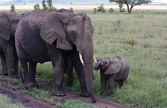 Serengeti-Elefantenfamilie