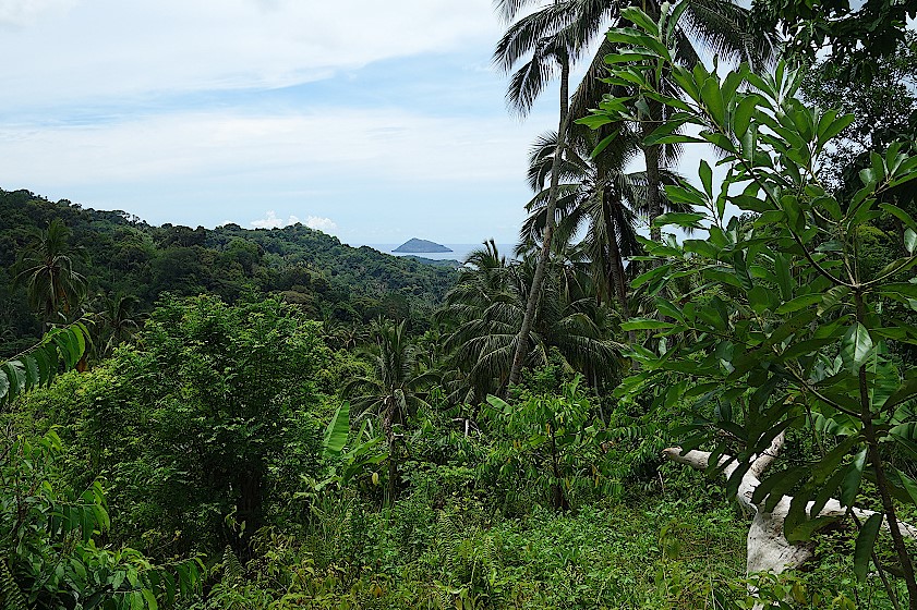 Regenwald-auf-Moheli-Komoren