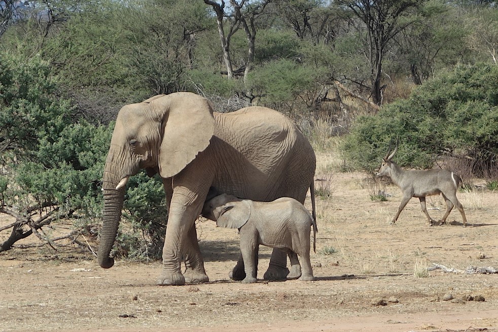 Elefanten im Okonjati Wildreservat in Namibia