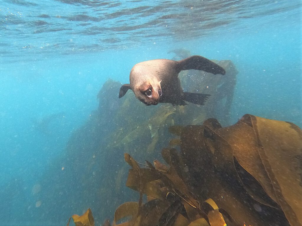Robbe im Seetangwald vor Duiker Island in Suedafrika