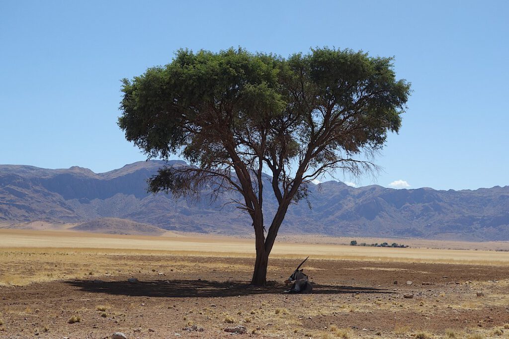 Eine Oryx-Antilope liegt im Schatten eines Baumes