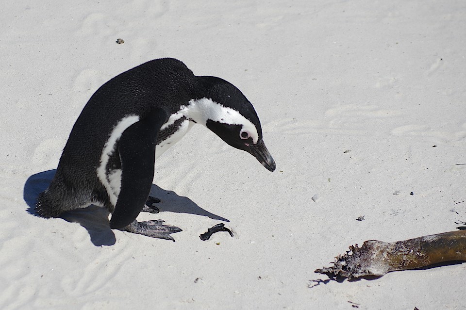 Pinguin am Foxy Beach in Simon's Town