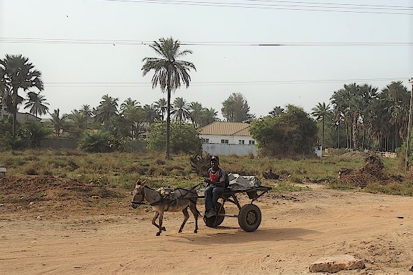 Mann auf einem Eselskarren in Bijilo
