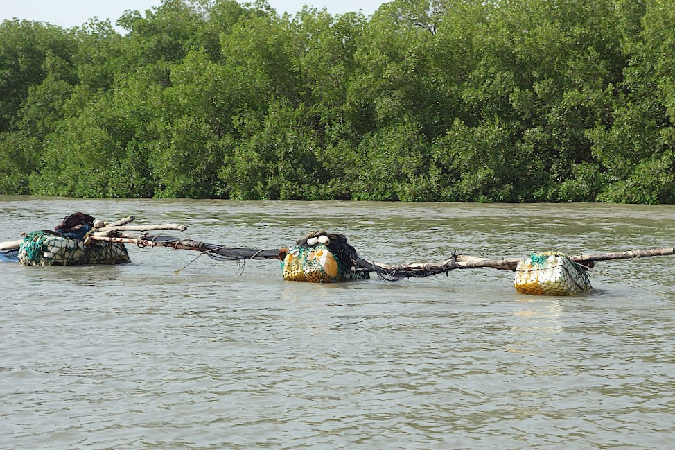 Fischreusen im Fluss Gambia
