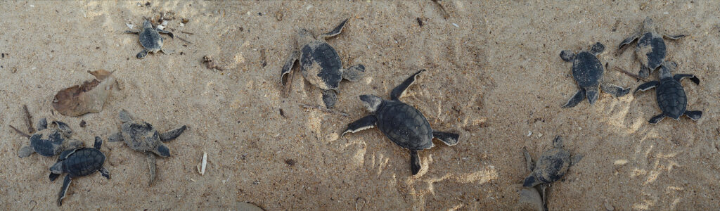 GuineaBissau Reisebericht vom BijagosArchipel