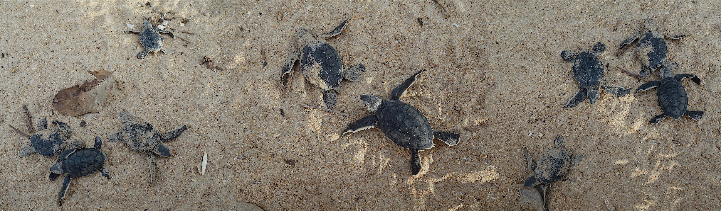 GuineaBissau Reisebericht vom BijagosArchipel