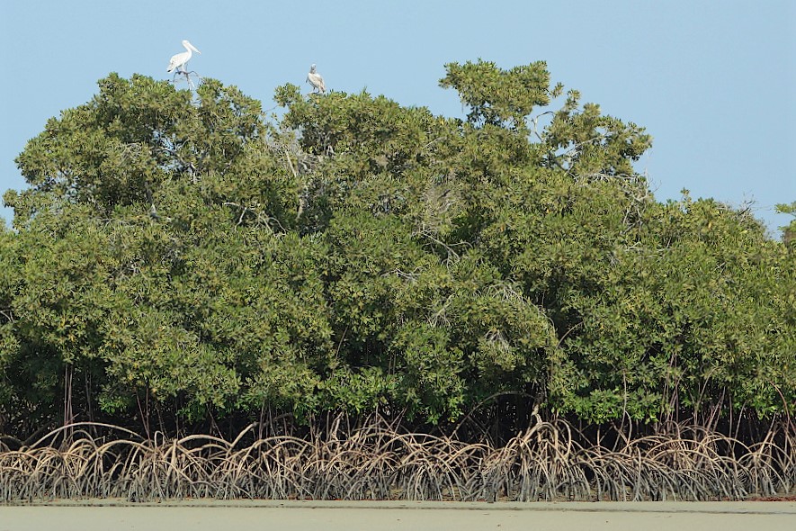 Mangroven im Bijagos Archipel