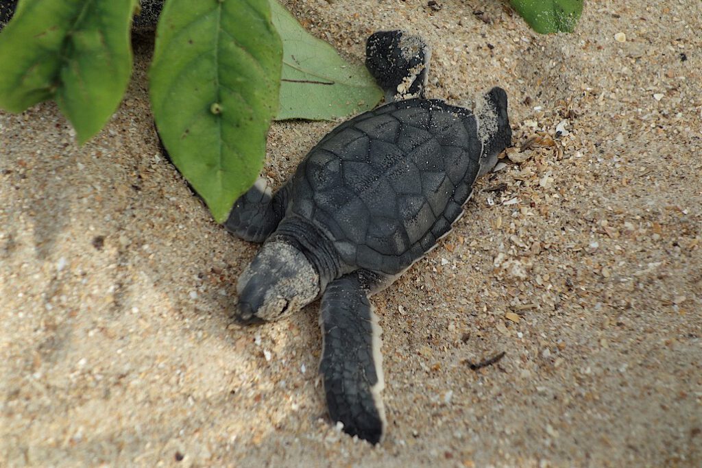 Schildkröten auf der Insel Poilao im Bijagos Archipel (Guinea-Bissau)