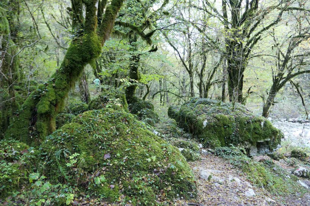 Bäume und Felsen, die rundum mit Moos bewachsen sind in der Vikos-Schlucht in Griechenland.