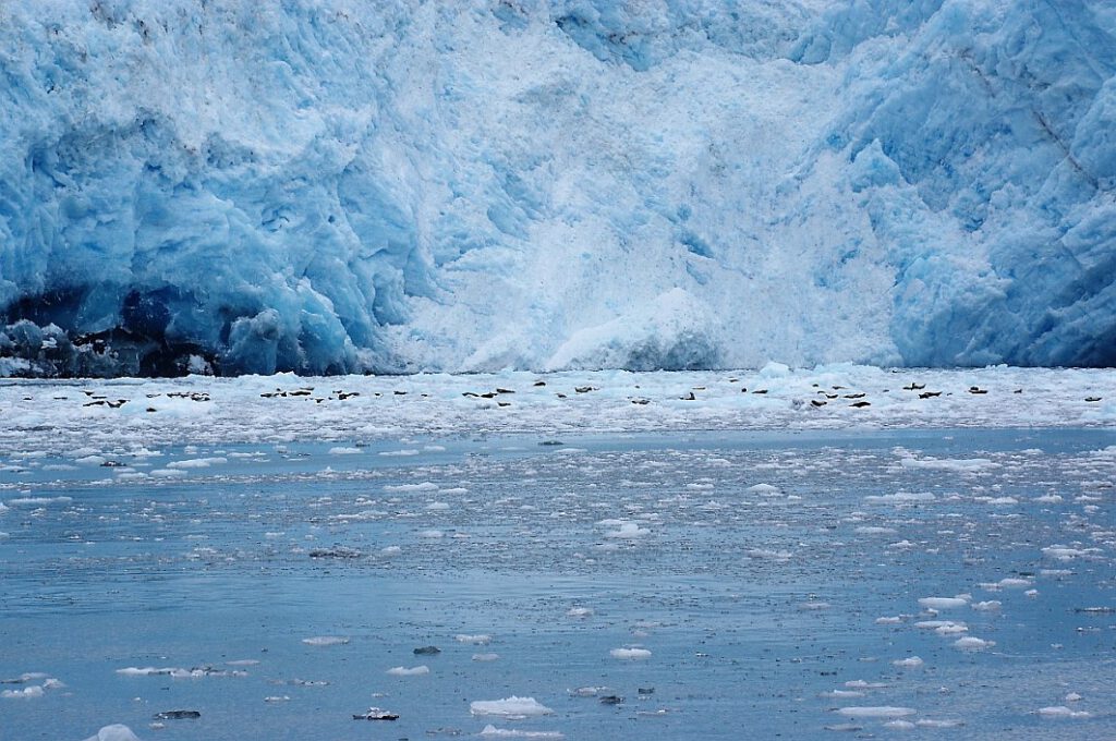Seehundkolonie vor einem Gletscher
