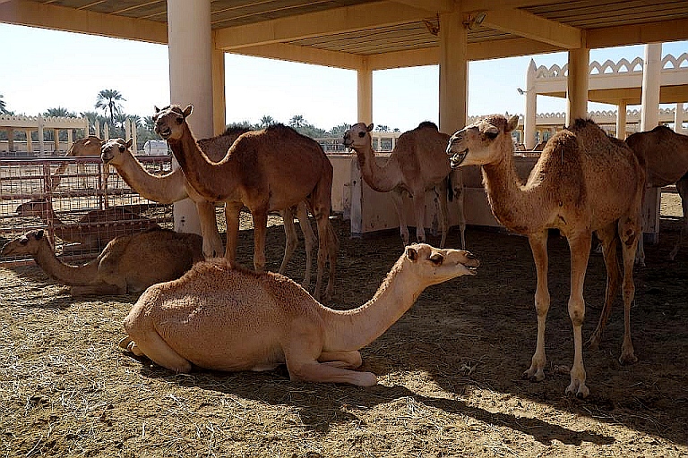 Kamele auf der Königlichen Kamelfarm