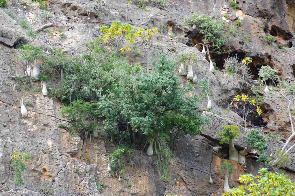 Flaschenbäume am Felsen auf Sokotra