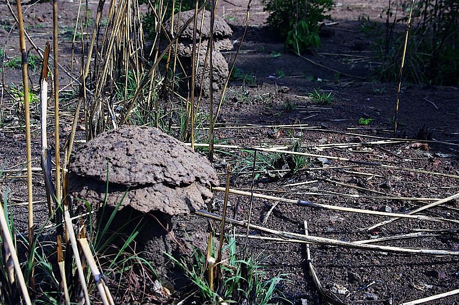 Termitenbauten in Pilzform