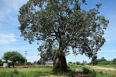Florettseidenbaum (Trunkener Baum)