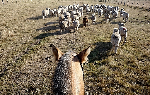 Die Schafe werden auf eine andere Weide getrieben