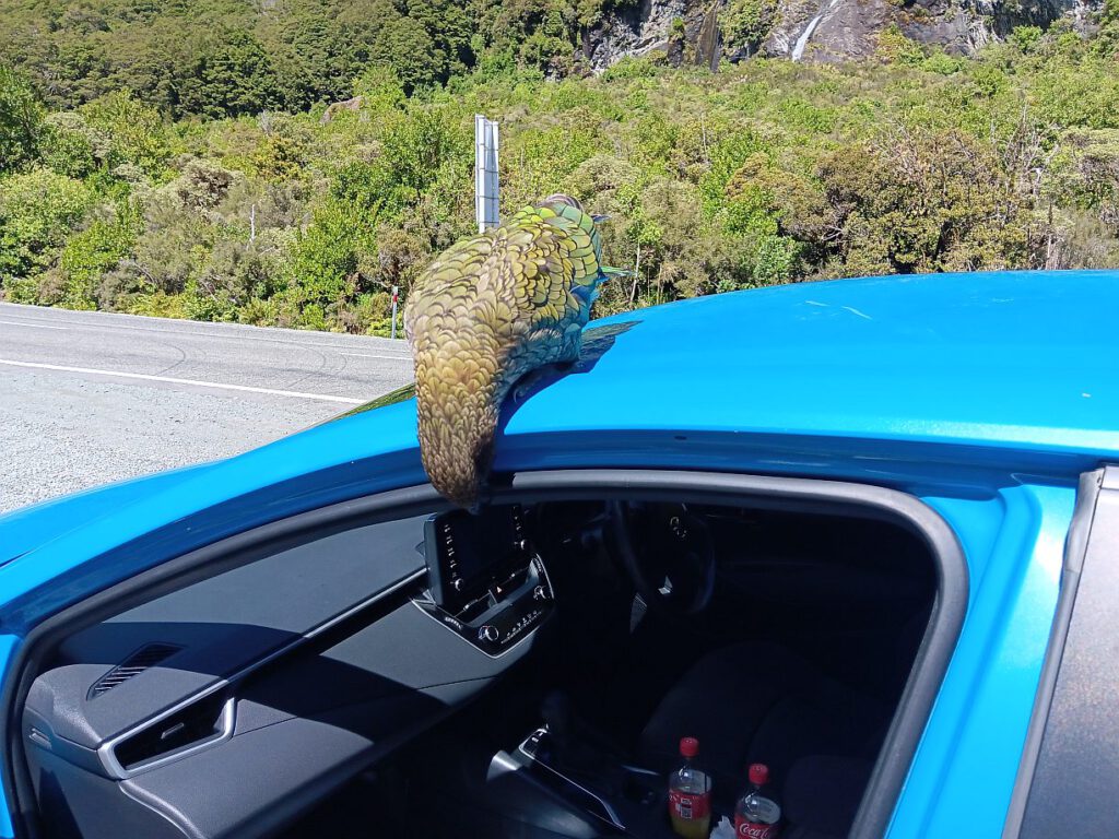 Kaum ist die Autotür geöffnet, schaut ein Kea neugierig in das Innere