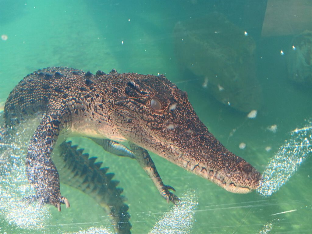 Ein Baby-Krokodil in Darwin, Australien