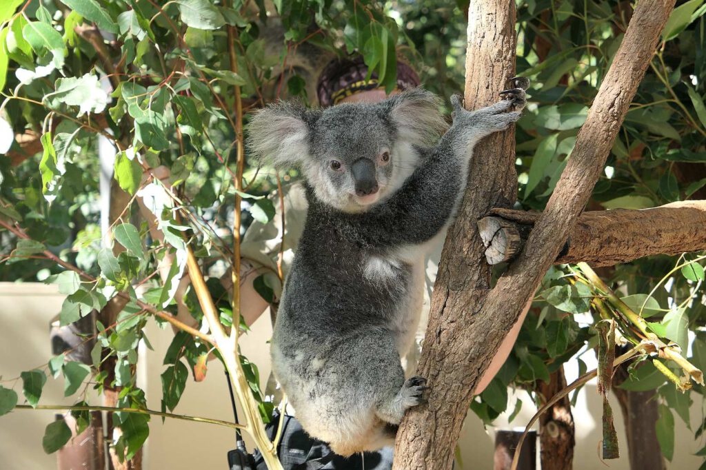 Koala im Lone Pine Koala Sanctuary, Australien