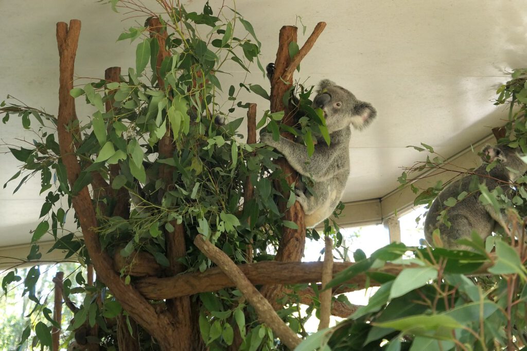 Koala im Lone Pine Koala Sanctuary, Australien