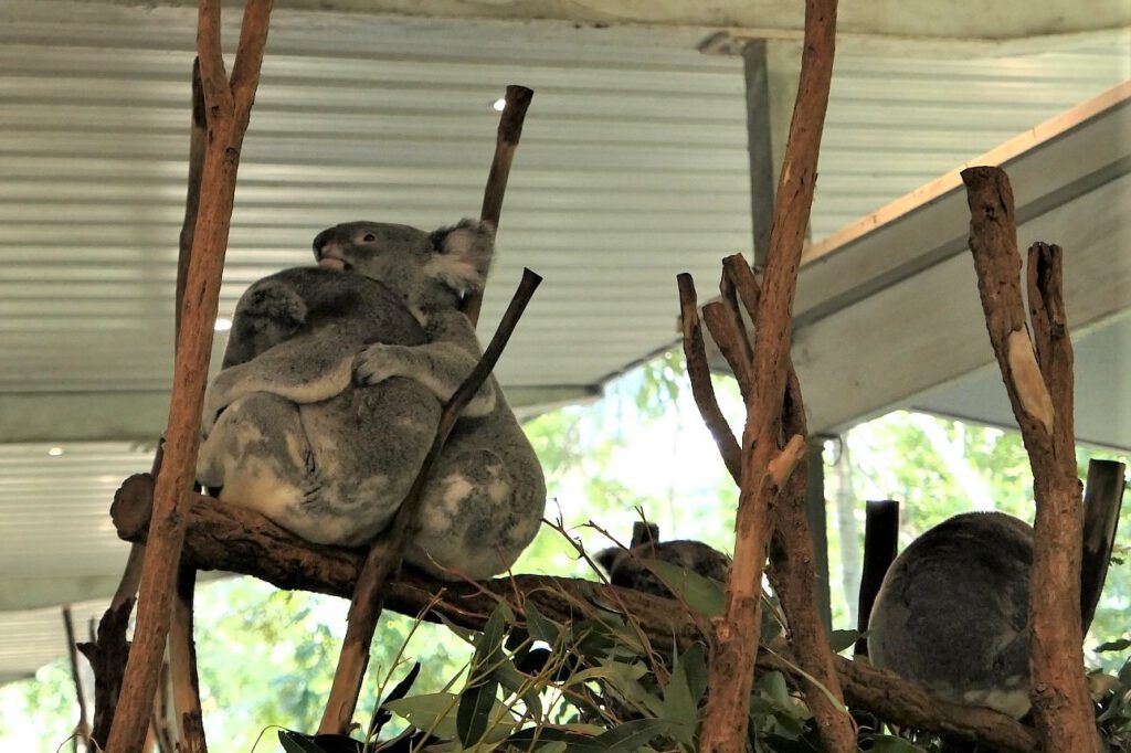 Koala im Lone Pine Koala Sanctuary, Australien