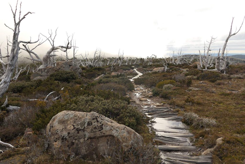 Moorlandschaft mit weißen Baumstämmen auf dem Tarn Shelf Wanderweg in Tasmanien