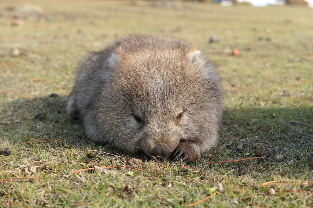 ruhender Wombat auf Maria Island in Tasmanien, Australien