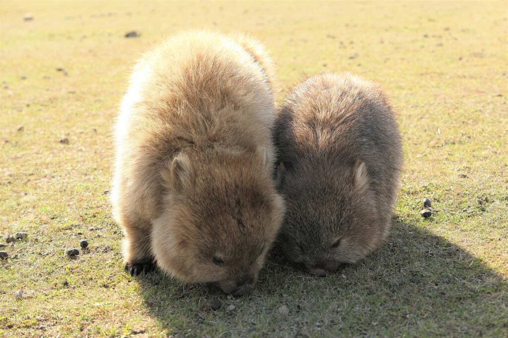 Wombats auf Maria Island in Tasmanien, Australien