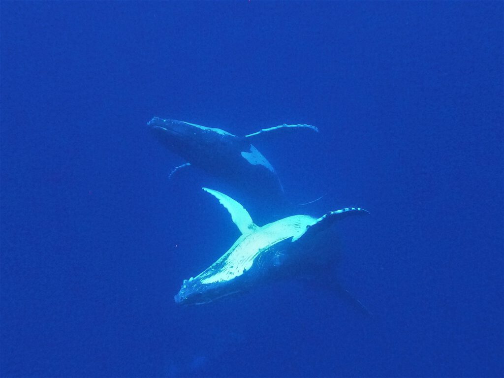 Buckelwale auf Eua, Tonga