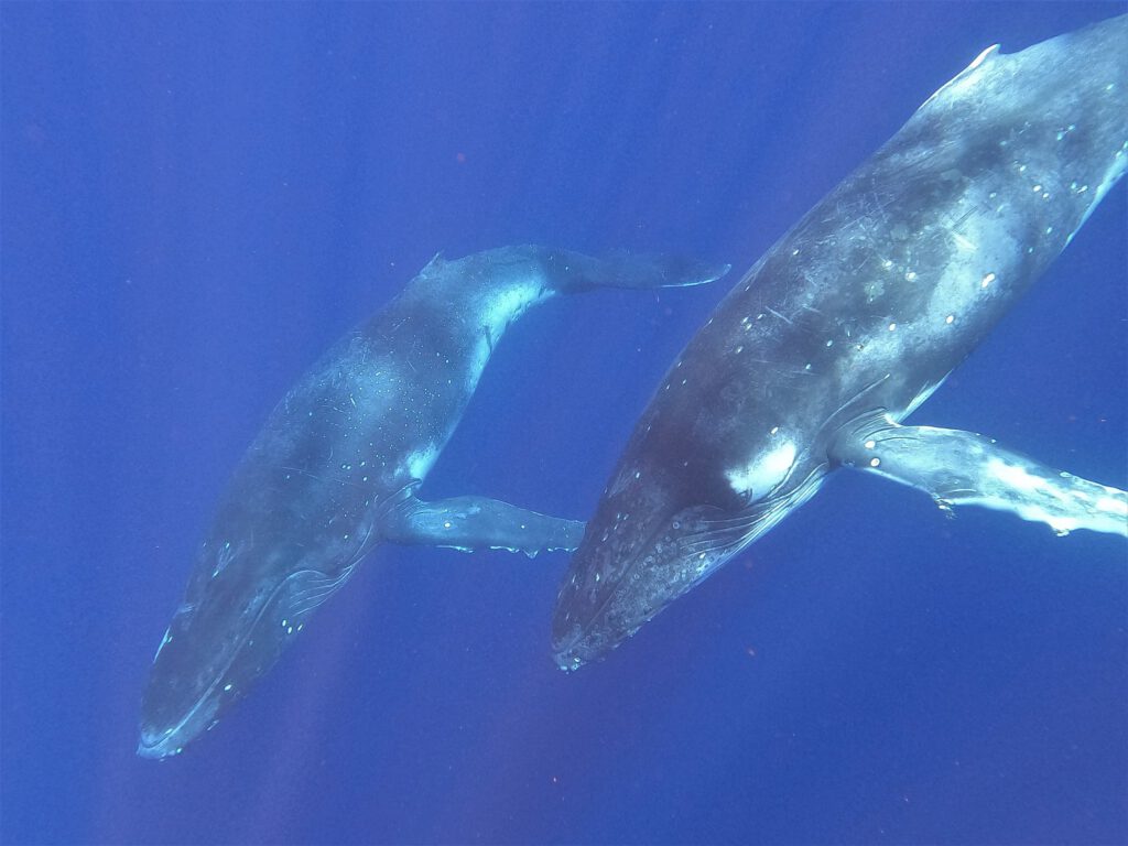 Buckelwale auf Eua, Tonga