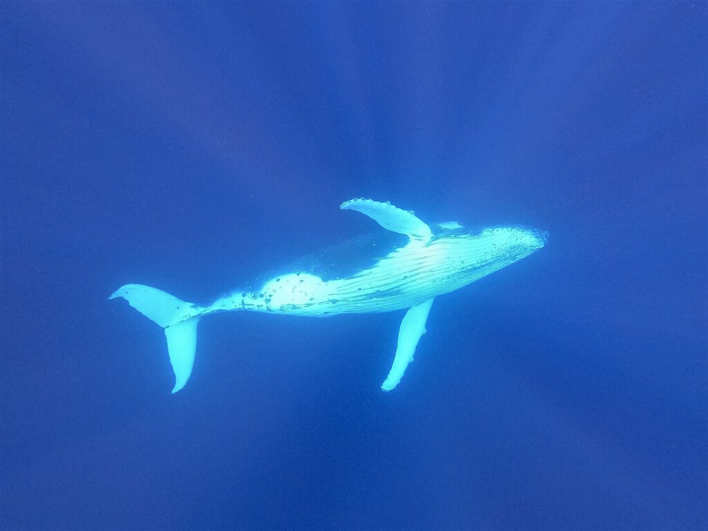 Buckelwale auf Eua, Tonga