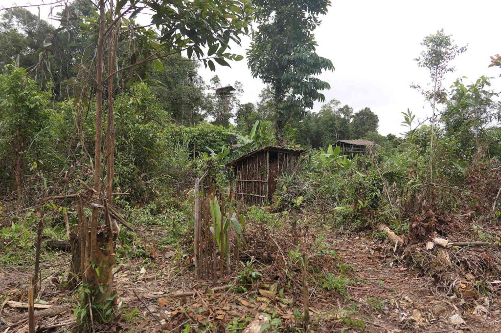  Dorf der Korowai, West-Papua, Indonesien