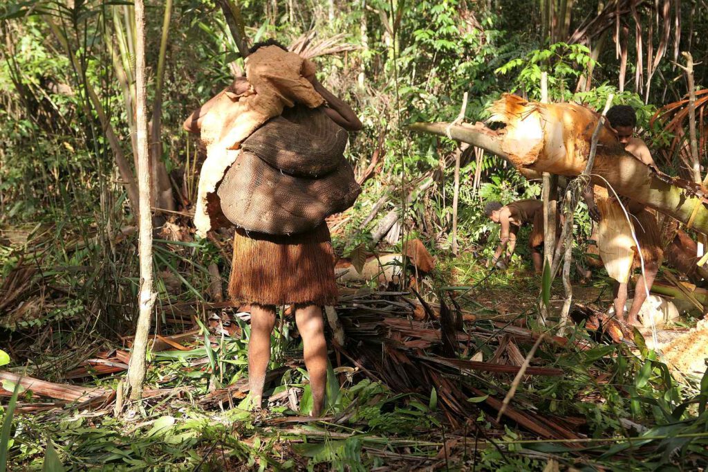 Sagoernte der Korowai, West-Papua, Indonesien