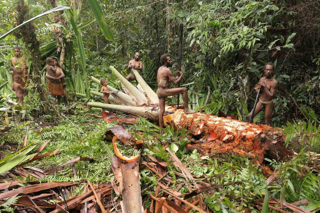 Sagoernte der Korowai, West-Papua, Indonesien