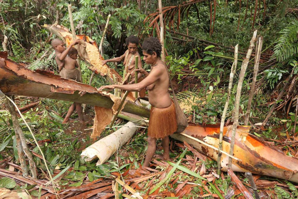 Sagoernte der Korowai, West-Papua, Indonesien