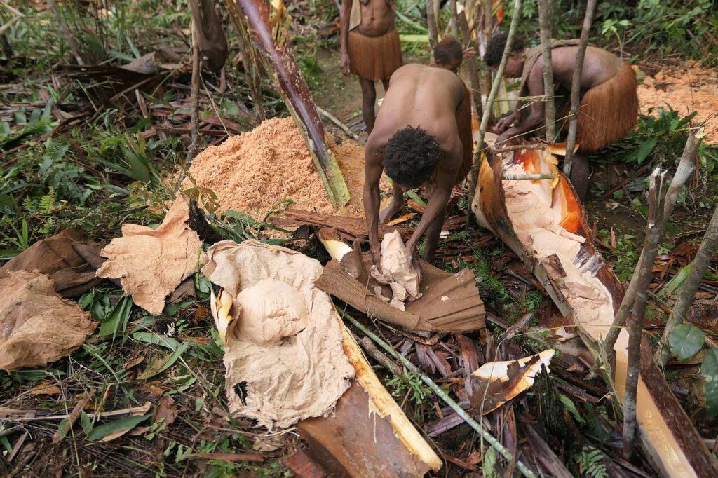 Sagoernte der Korowai, West-Papua, Indonesien