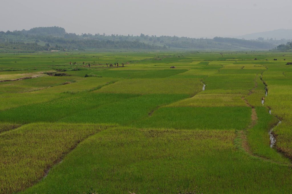 Reisfelder in Burundi