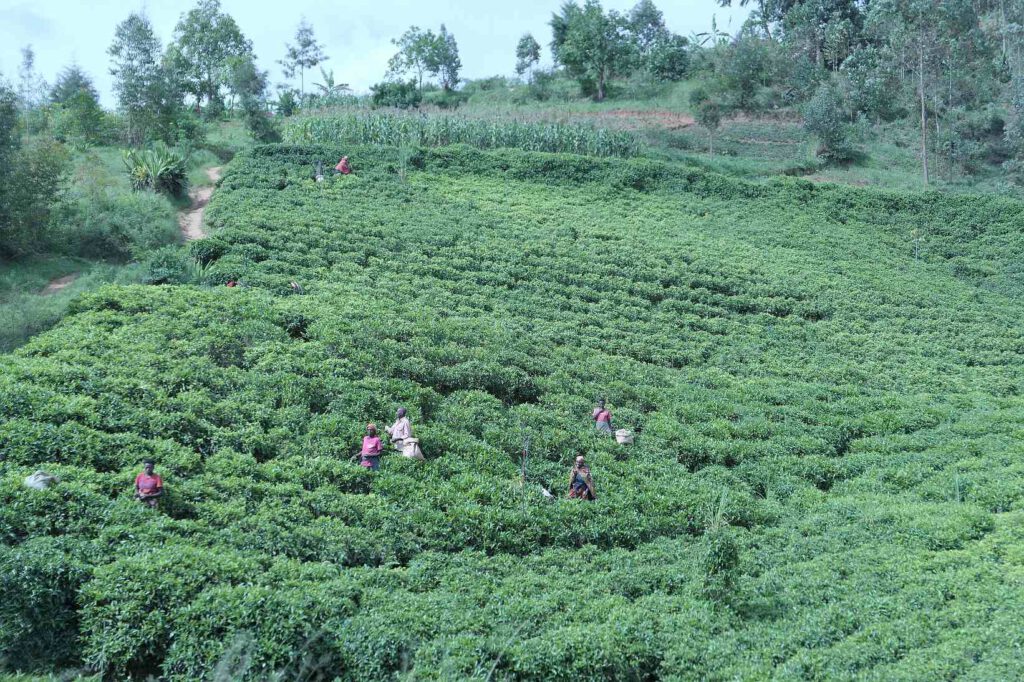 Teeernte in Burundi