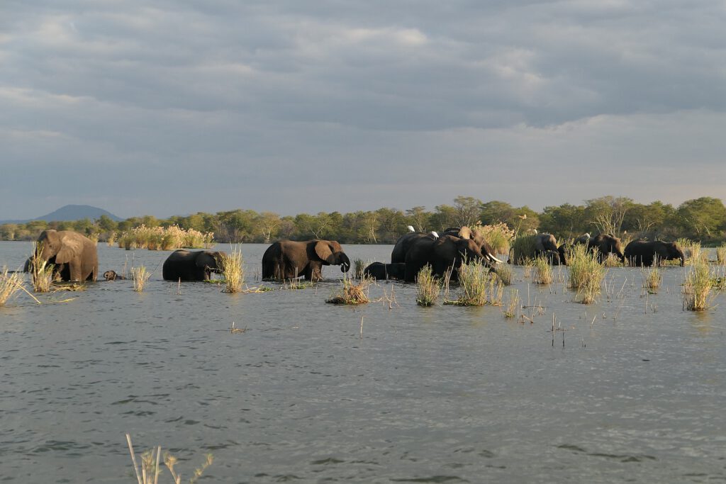 Eine Elefantenherde beim Grasen im Shire River in Malawi