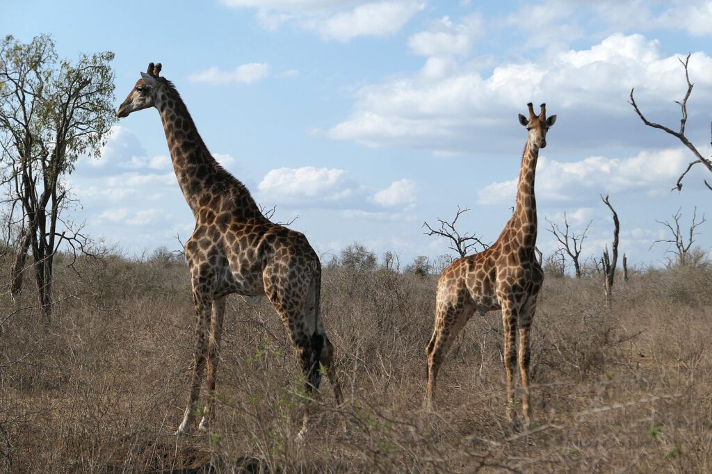 Giraffen im Hlane-Royal Nationalpark, Eswatini
