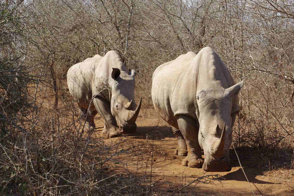 Hlane-Royal Nationalpark, Eswatini