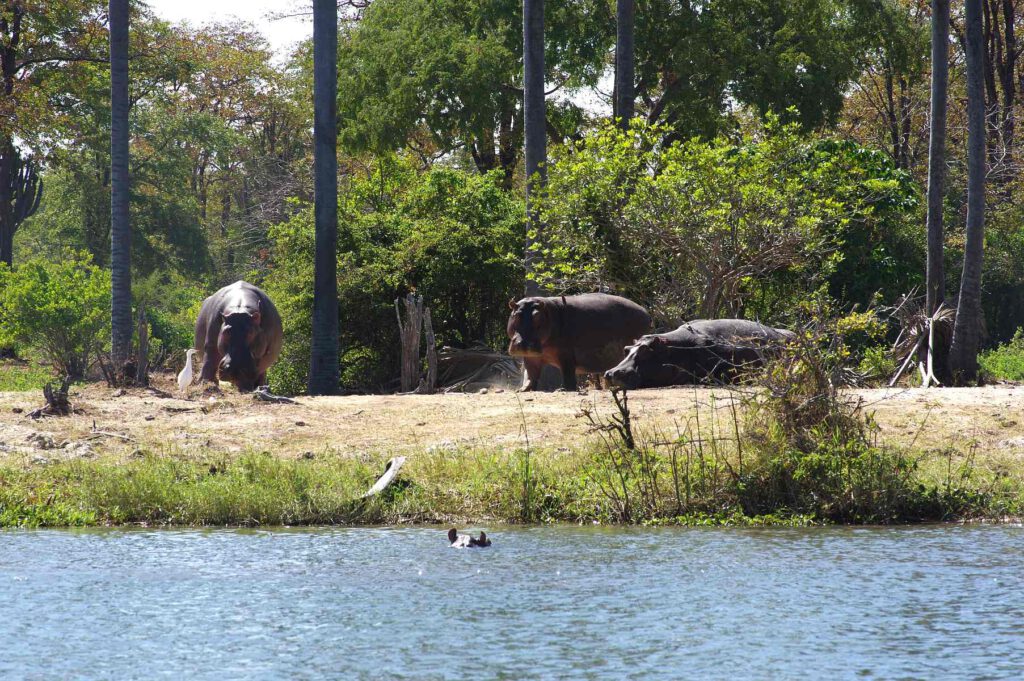 Nilpferde am Shire River in Malawi