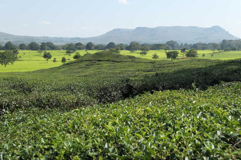 Teeplantage mit schwarzem und grünem Tee in Malawi